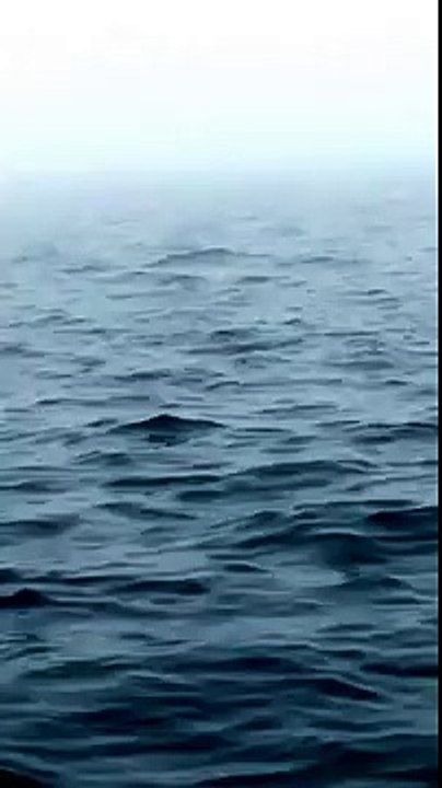 Jumping Whale - VideosMunch