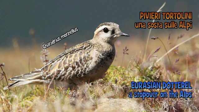 Eurasian Dotterels, a stopover on the Alps - Pivieri Tortolini, una sosta sulle Alpi