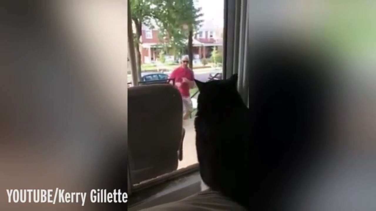 La réaction de ce chat lorsqu'il découvre que son maître ramène un chien à la maison est totalement hilarante !