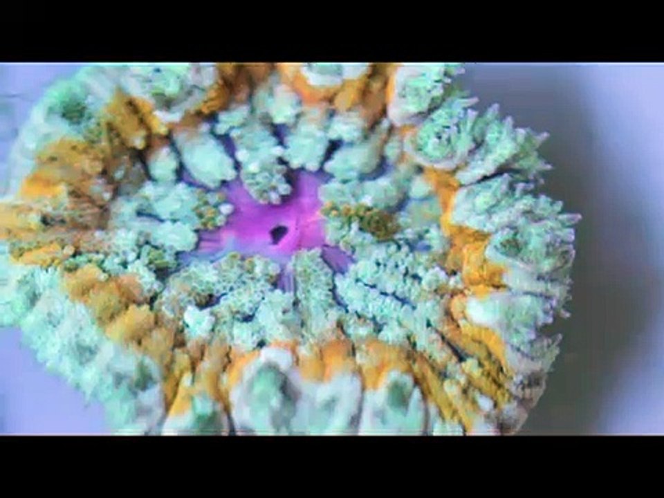 Mini Maxi Carpet Anemone Fragging Demo