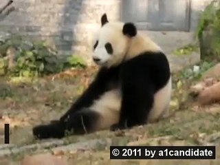 CUTE ANIMALS (2) -The Yawning Panda