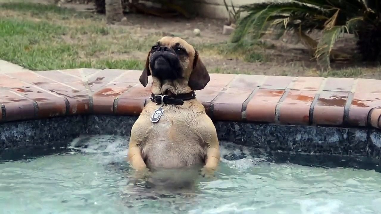 Un chien prend son pied dans un jacuzzi