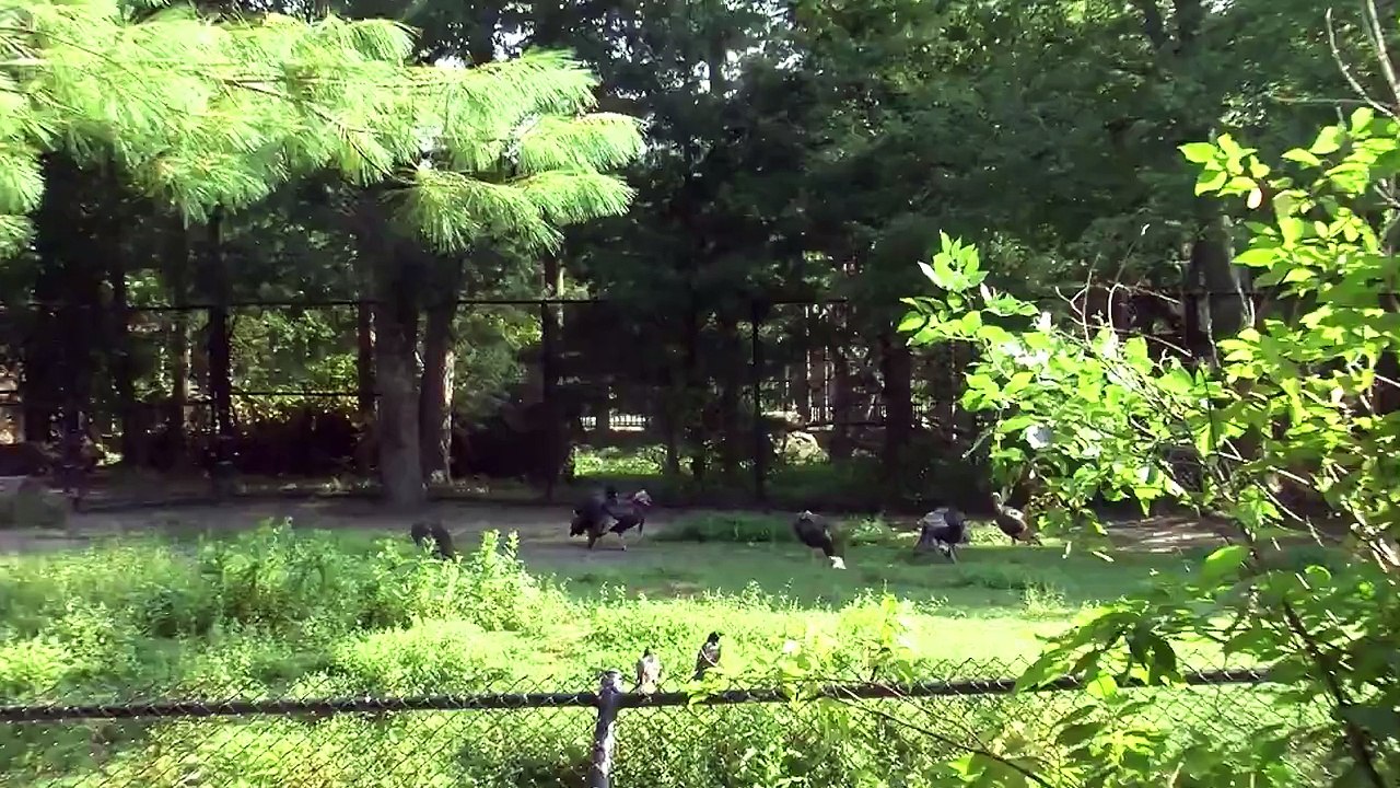 Buttonwood Park Zoo: Turkeys