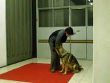 Addestramento cani: Maya clicker.wmv