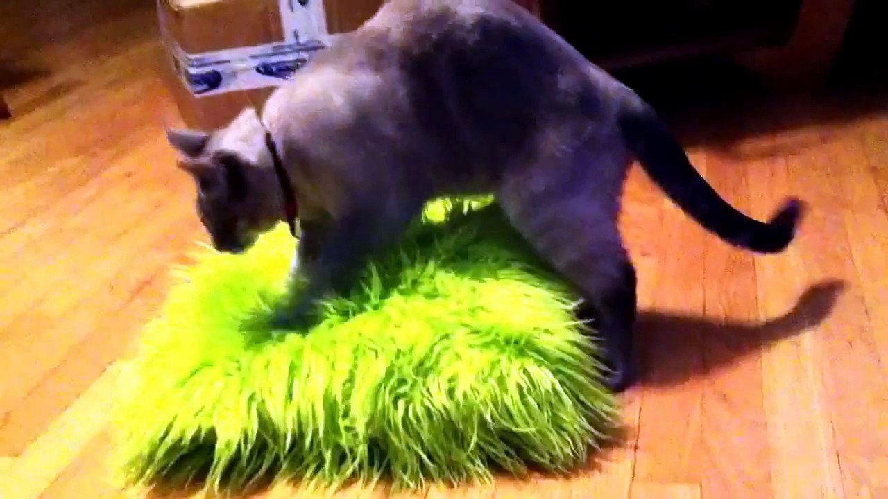Very Funny Cat FAIL Video wow