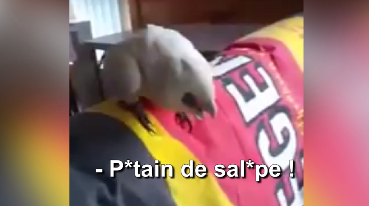 Éric le perroquet connaît un très gros mot (très vilain)