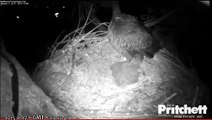 Harriet attacks intruder over side of nest - Southwest Florida Bald Eagles