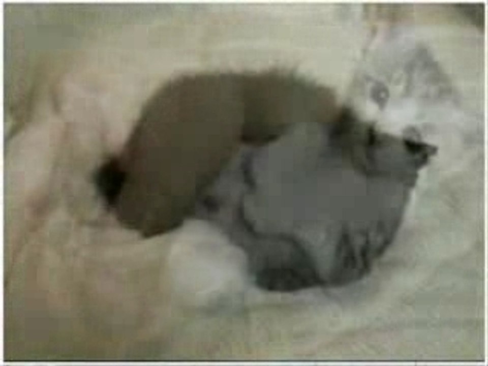 video de chat humour