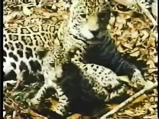 Jaguar vs Anaconda - a deadly fight!