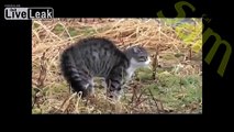 Funny cats, fighting with different animals