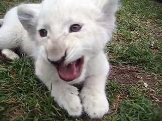 White Lion Cub Roaring