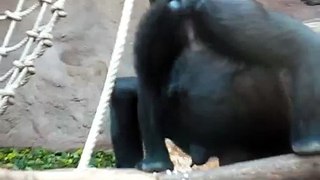 Gorila Kijivu a její břicho, Zoo Praha