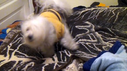 Twiggy's Annoying Ears