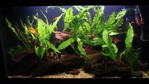 (1) Asian Tropical Biotope Tank - 02/12/11 (Clown Loach) [HD]