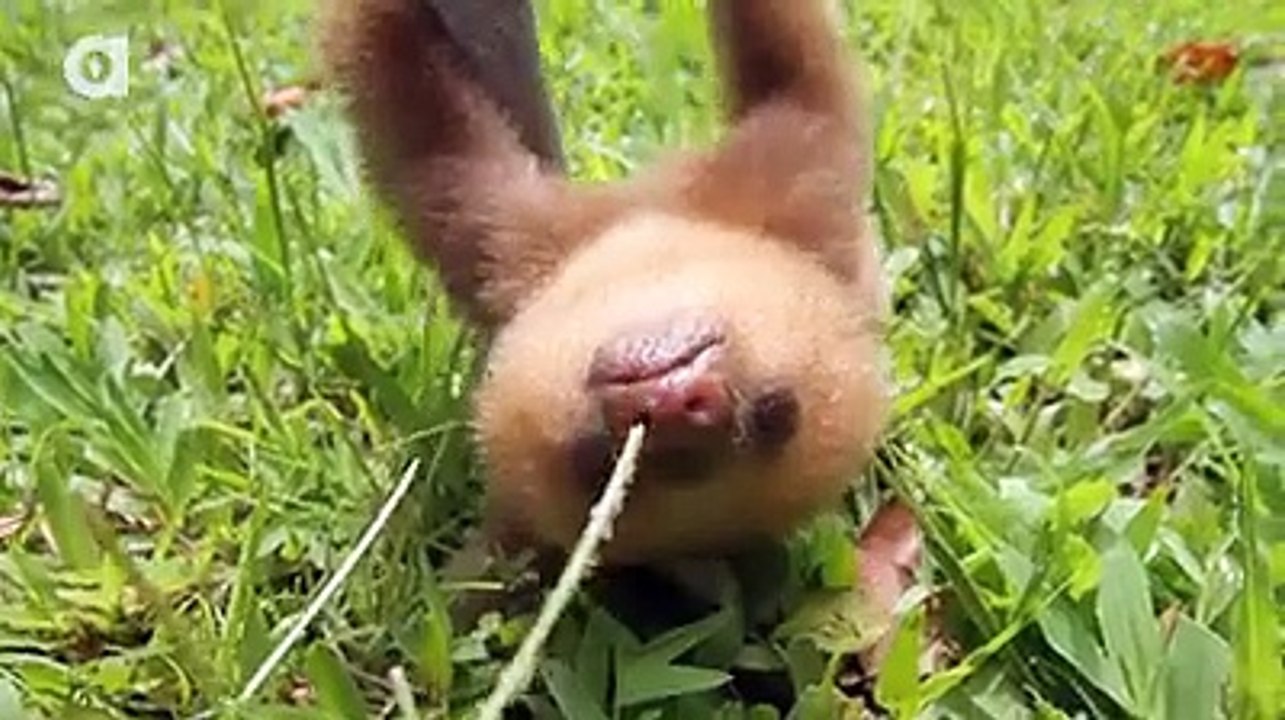 Beautiful animal