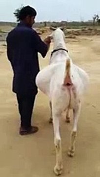 Heaviest-Bakra-Jinnah-Cattle-Farm-2015-cow-mandi-karachi