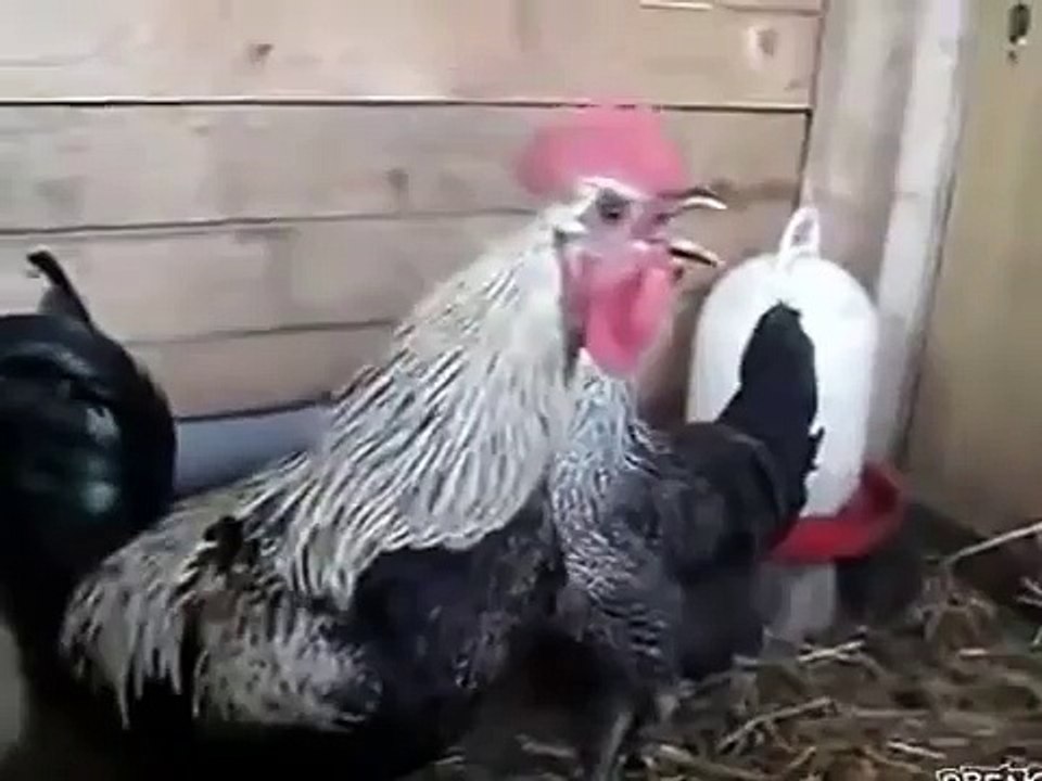 The Never Ending Rooster Call