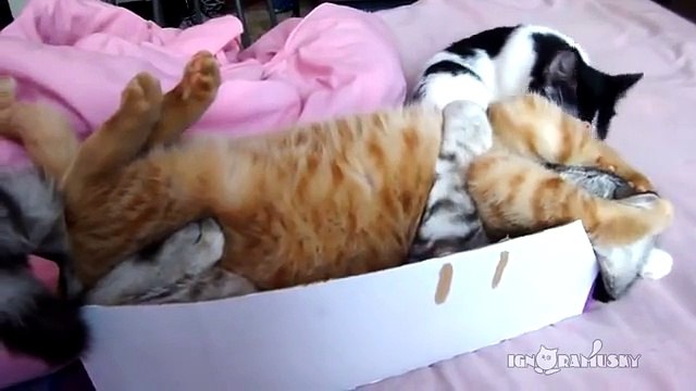 Three cats one box Три кота, одна коробка
