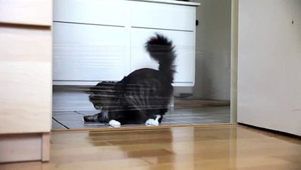 Trolling My Cat With A Laser Pen and Saran Wrap