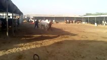 Nakhra-For-sale-Karachi-Cattle-Farm-2015