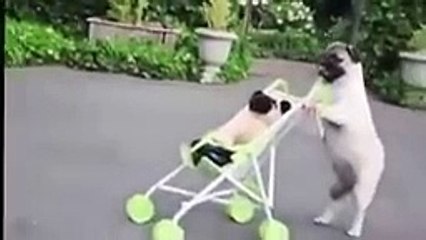 What, You Never Saw A Pug With A Stroller Before