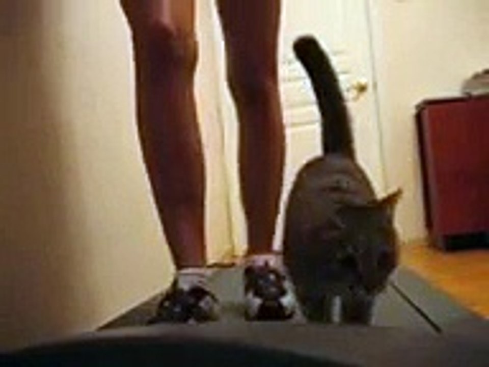 Кошка на беговой дорожке, www okonplenki ru