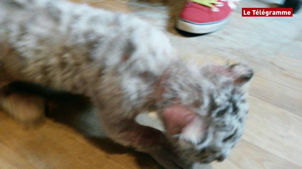 Brest. Les premiers pas de la petite tigresse blanche