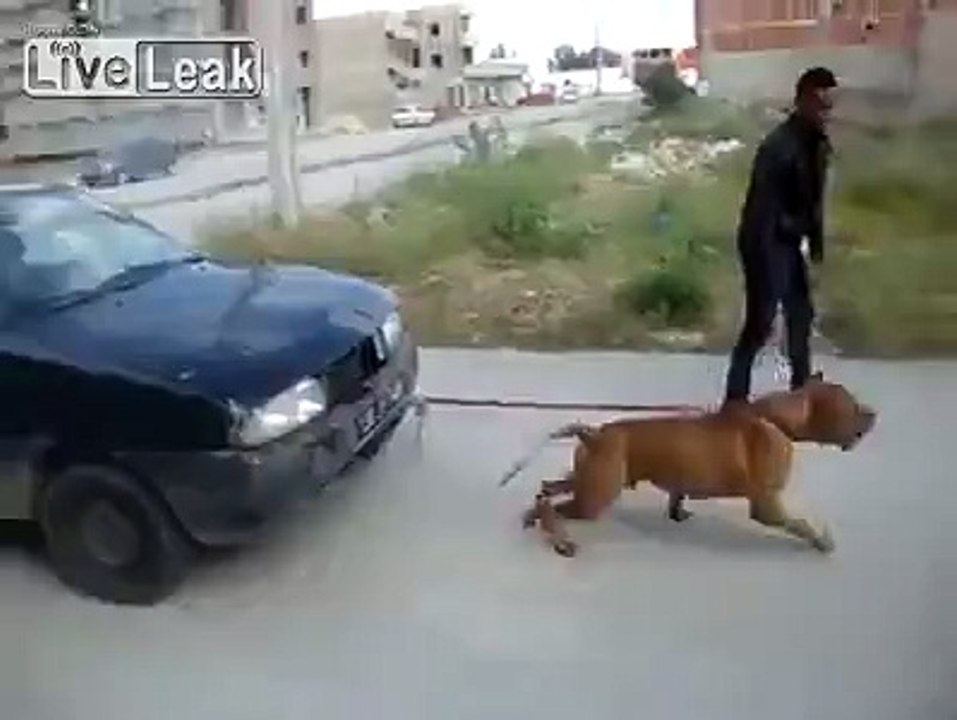 Very strong Russian bulldog pulls a small car by a rope