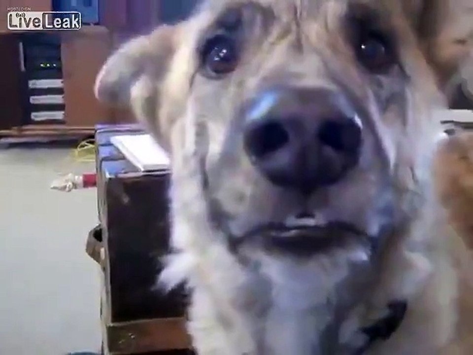Hilarious dog voice over Dailymotion Video