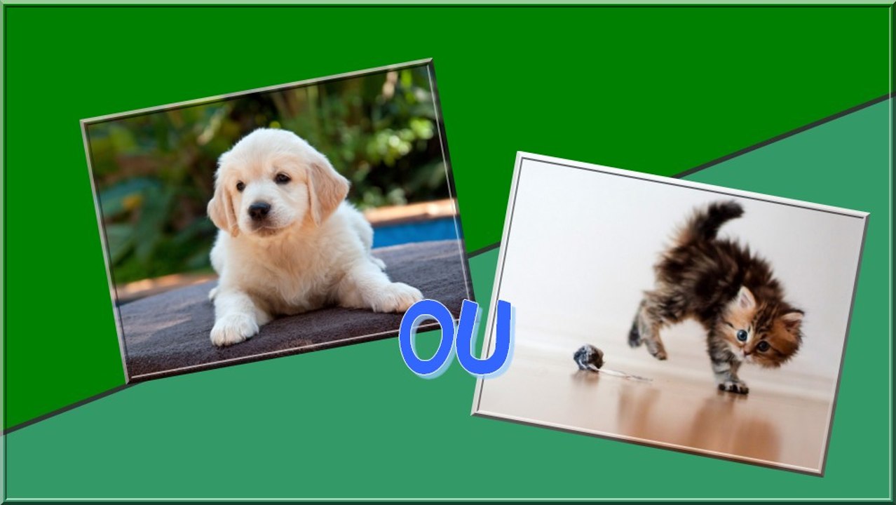 Plutôt Chat ou chien ?