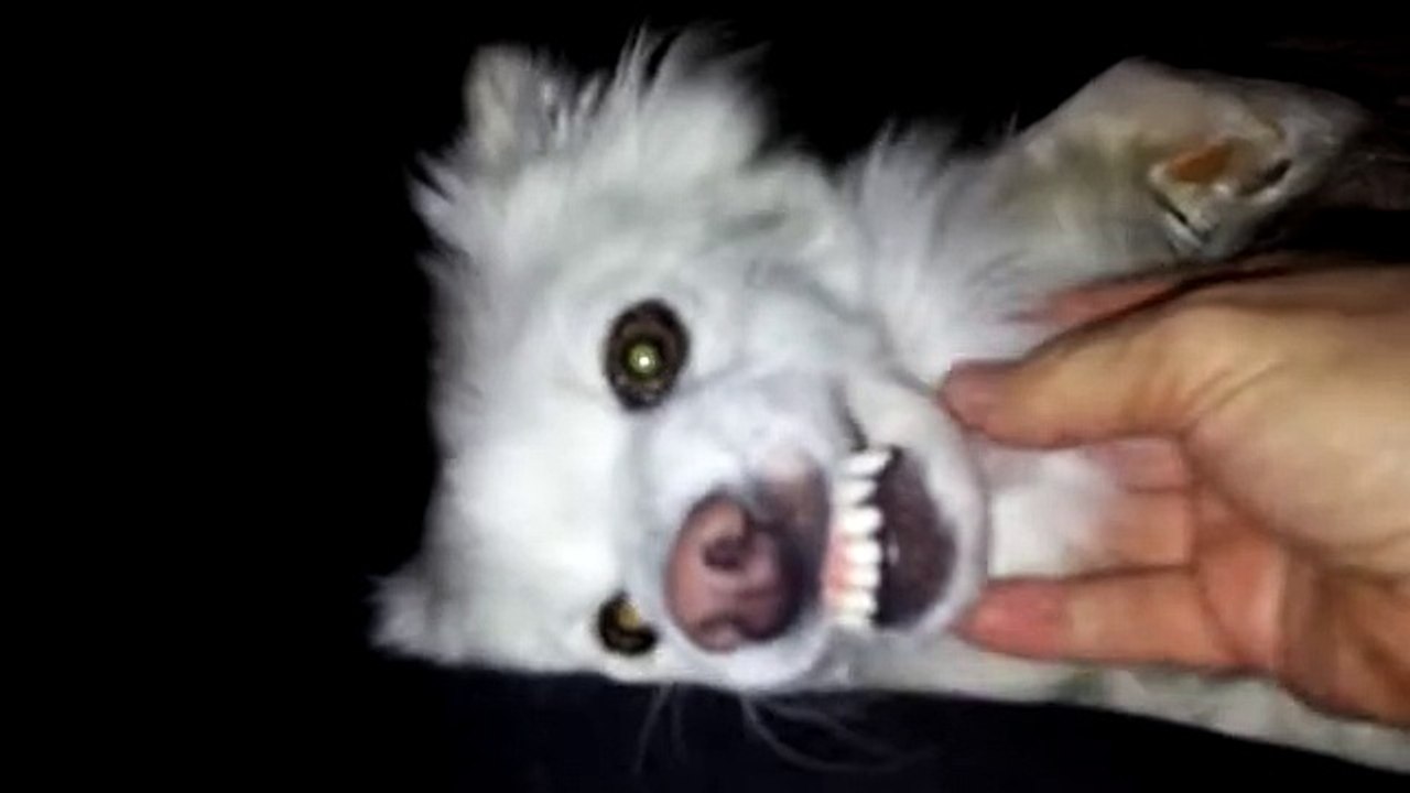 Dog Makes Funny Noise