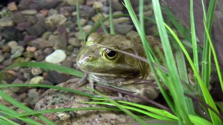 30 Seconds with Bull Frog at the Museum of Natural History