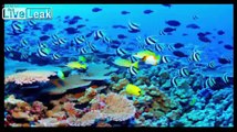 The Great Barrier Reef - Reef Systems Greatest On Earth