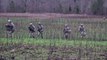 Helicopters Invasion! 101st Airborne Soldiers Disembarking From Black Hawk Helicopters