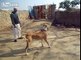 Pakistani Bully Kutta Dog (One of the Strongest Breed of Dogs in the World)