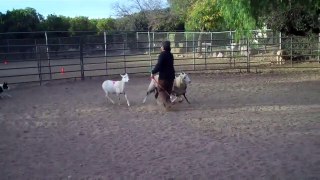 Bean (started Border Collie) herding light sheep in round pen - Jan 2010