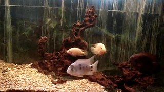 R.H.C MOB Present's Kevin's cichlid collection part 1