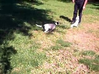 cockatoo and great dane/lab puppy meet and play