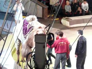 When I Went to the Circus