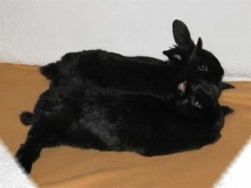 Carolinchen und gizmo