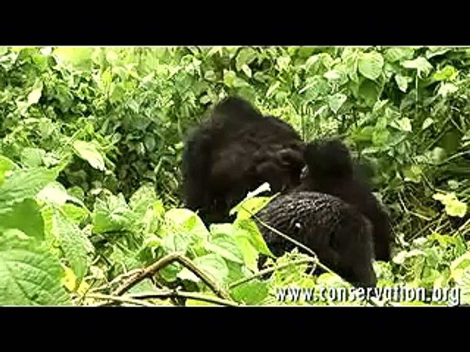 Alto a las masacres de gorilas