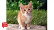 Cats Pictures - Cute Cats
