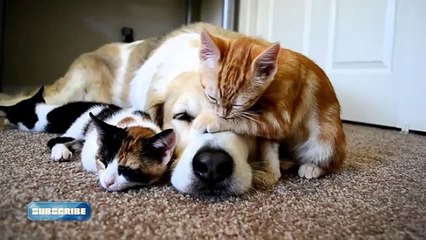 Cats Dogs - Cute Cats