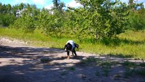 Dog has priceless reaction to off-leash park