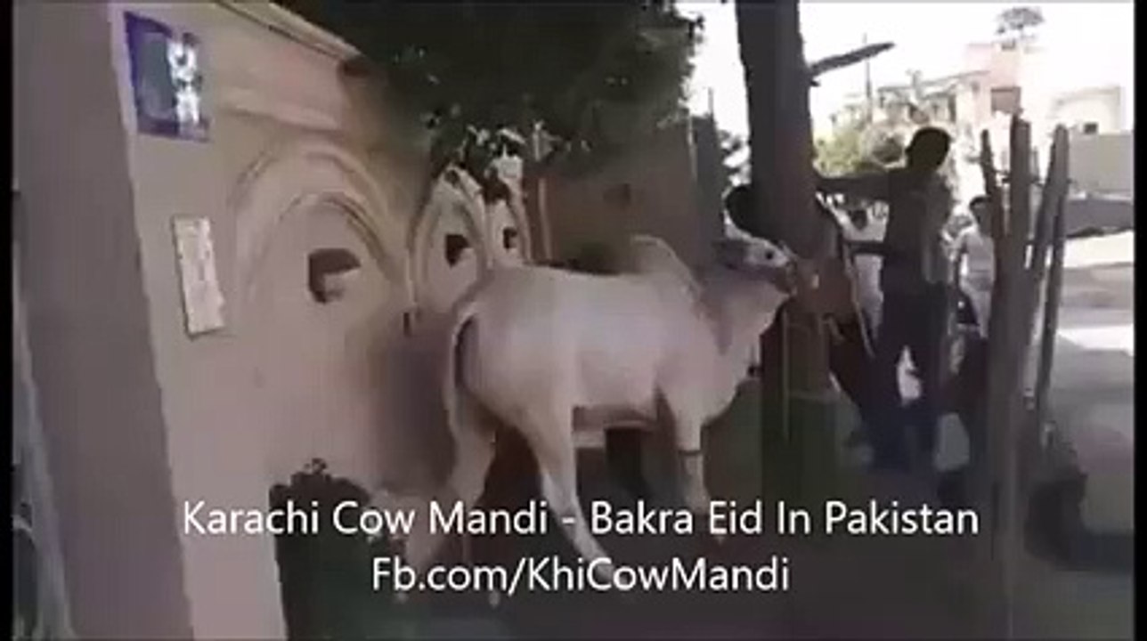 funny video dailymotion 2015