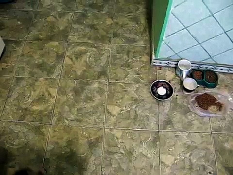 Spider Cat