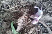 Praying mantis hunts and eats mouse alive