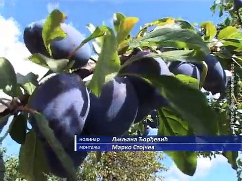 Rod voća različit, 02. septembar 2015. (RTV Bor)