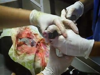 bulldog frances ! BOLITA !