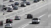 Drivers Swerve For Ducklings On Minnesota Highway